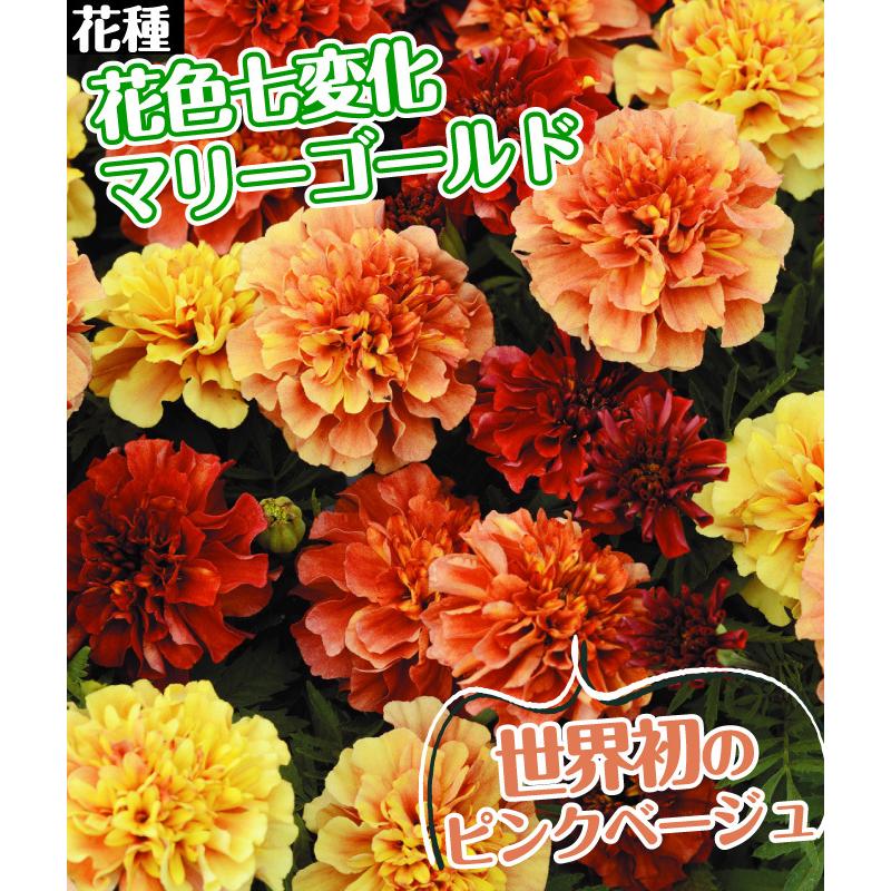 種 花たね フレンチ マリーゴールド ストロベリーブロンド 1袋(30粒