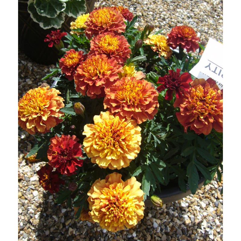 種 花たね フレンチ マリーゴールド ストロベリーブロンド 1袋 35粒 花のタネ 花 種子 タネ タゲテス 花壇 園芸 ガーデニング 国華園 P7 0051 花と緑 国華園 通販 Yahoo ショッピング