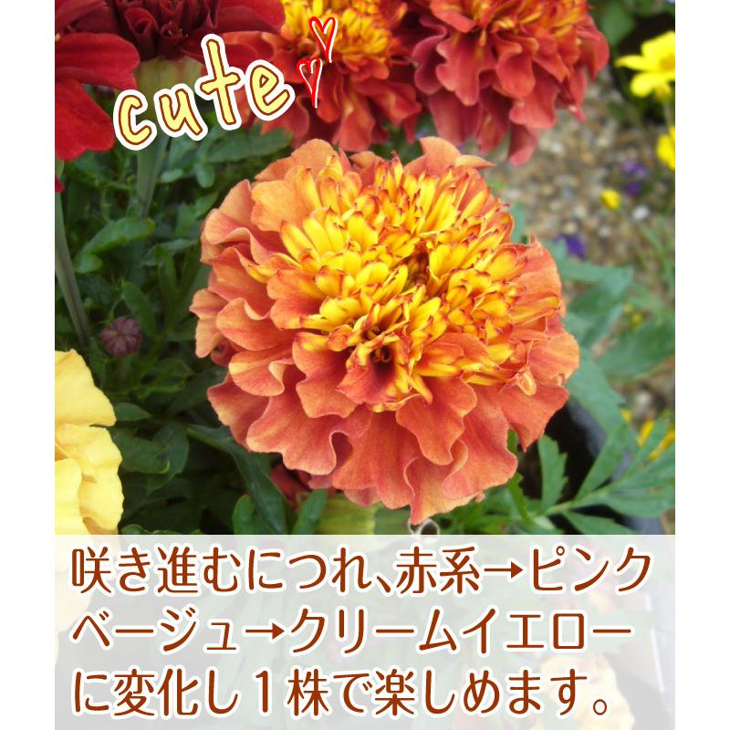 種 花たね フレンチ マリーゴールド ストロベリーブロンド 1袋 35粒 花のタネ 花 種子 タネ タゲテス 花壇 園芸 ガーデニング 国華園 P7 0051 花と緑 国華園 通販 Yahoo ショッピング