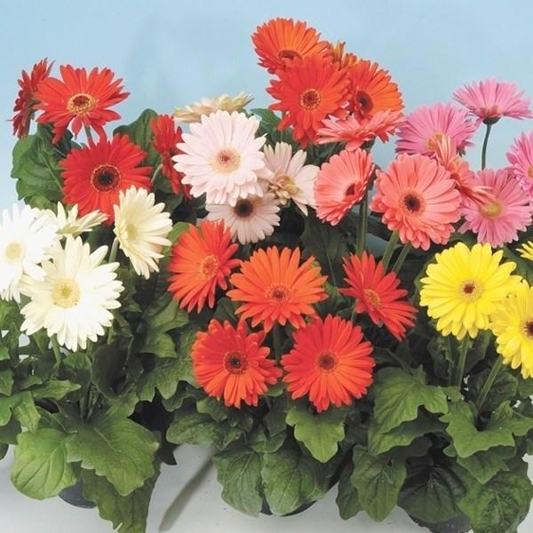 種 花たね ガーベラ メガレボリューションミックス 1袋 コート種子10粒 花のタネ 花 種子 国華園 P7 0065 花と緑 国華園 通販 Yahoo ショッピング