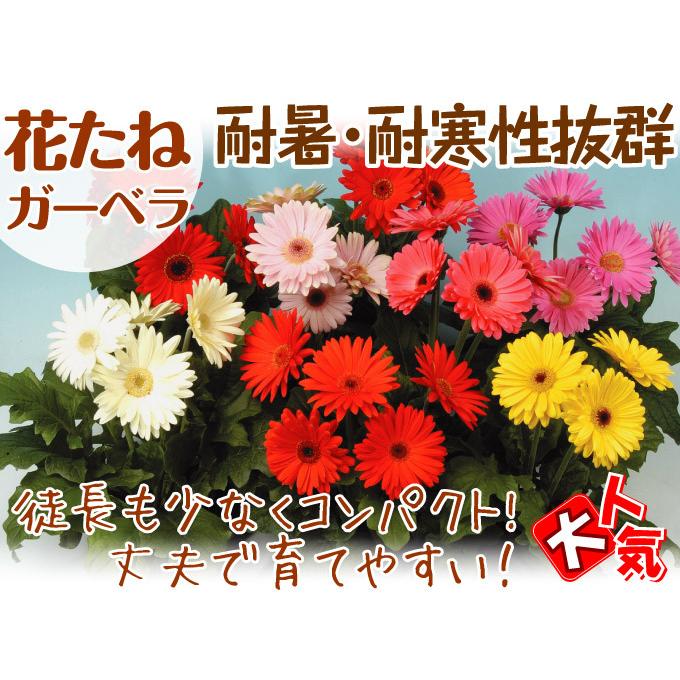 種 花たね ガーベラ メガレボリューションミックス 1袋 コート種子10粒 花のタネ 花 種子 国華園 P7 0065 花と緑 国華園 通販 Yahoo ショッピング