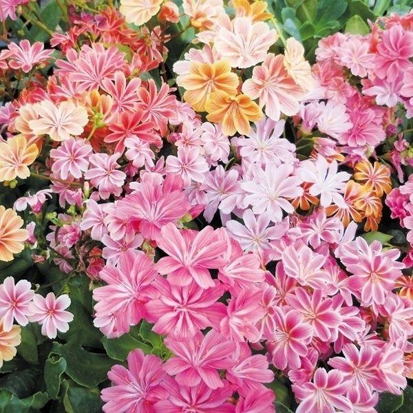 種 花たね レウィシア エリーゼミックス 1袋(15粒)（Yahoo!・花と緑 国華園）