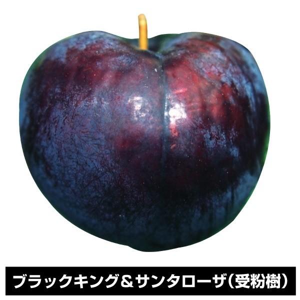 驚くばかりサンタローザ すもも 最高の花の画像