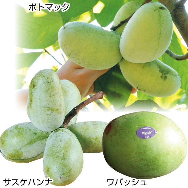 超歓迎 ポポー 苗木 大玉ポポーセット 3種3株 ポーポー 苗 ポポーの木 ポポーの苗 果樹苗 国華園 新規購入 Www Tecbios Com