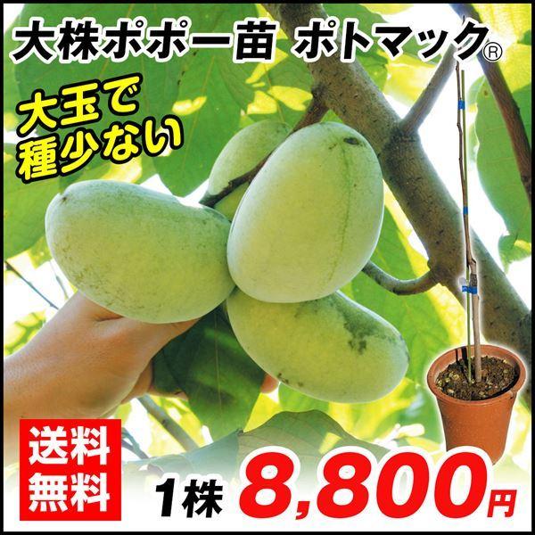 最新情報 ポポー 苗木 大株ポトマックr 1株 ポーポー 苗 ポポーの木 ポポーの苗 果樹苗 国華園 正規品 Esiba Tg