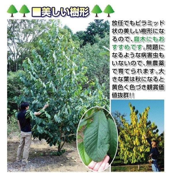 ポポー 苗木 大株ワバッシュr 1株 送料無料 ポーポー 苗 ポポーの木 ポポーの苗 果樹苗 国華園 P8 0084 花と緑 国華園 通販 Yahoo ショッピング