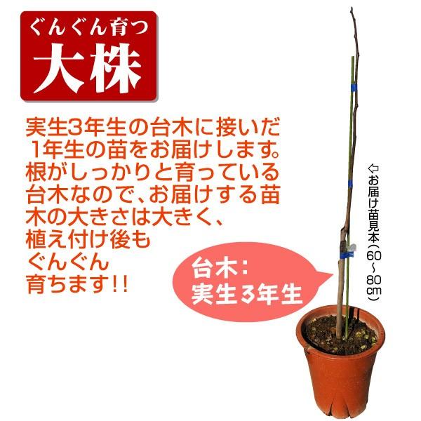 ポポー 苗木 大株ワバッシュr 1株 送料無料 ポーポー 苗 ポポーの木 ポポーの苗 果樹苗 国華園 P8 0084 花と緑 国華園 通販 Yahoo ショッピング