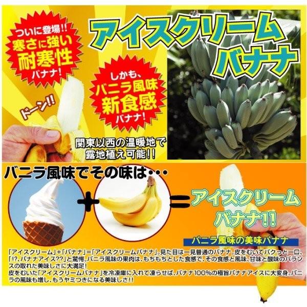 バナナ 苗 耐寒性バナナ アイスクリーム 1株 送料込み 苗木 バナナの木 寒さに強い 耐寒性 果樹苗 P8 0176 花と緑 国華園 通販 Yahoo ショッピング