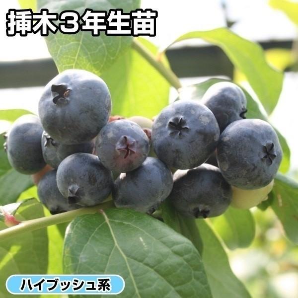 果樹苗 ハイブッシュ系ブルーベリー ブルーレイ 挿木3年生苗 1株（Yahoo!・花と緑 国華園）