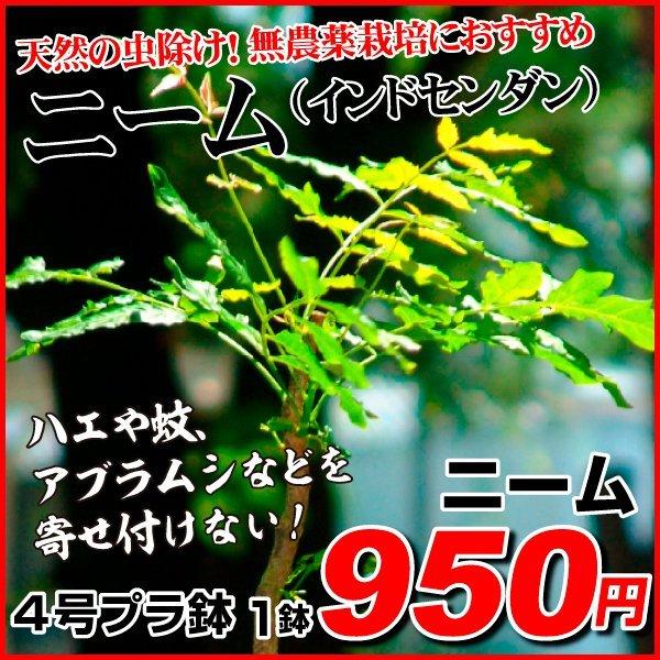 花苗 ニーム 4号鉢 1鉢 虫除け植物 Pori 0139 花と緑 国華園 通販 Yahoo ショッピング