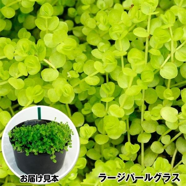 ブランド激安セール会場 水生植物 メダカ喜ぶ産卵床 1個 ラージパールグラス 大
