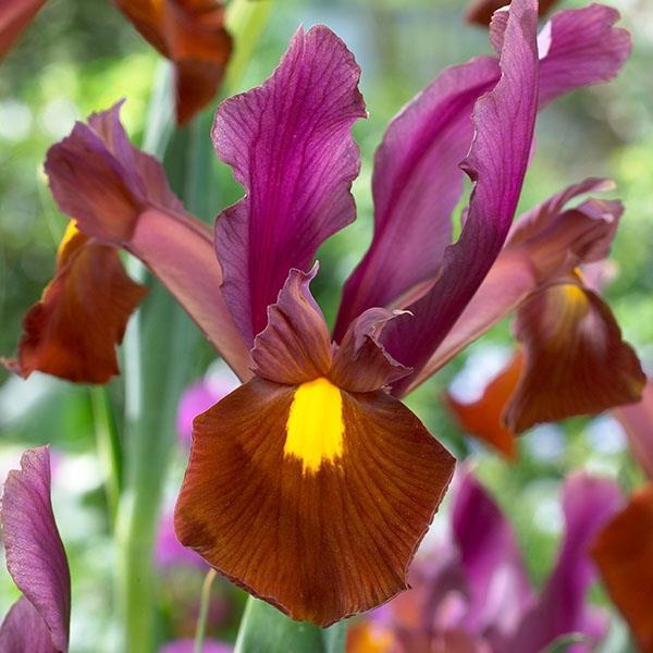 秋植え球根 早期販売 ダッチアイリス レッドエンバー 10球 Bytel Com Mx