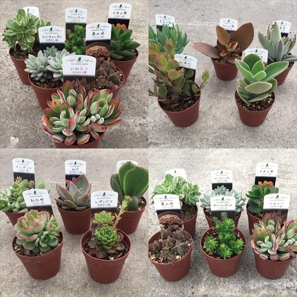 多肉植物 品種名付福袋 6種6株 7 5cmポット苗 送料無料