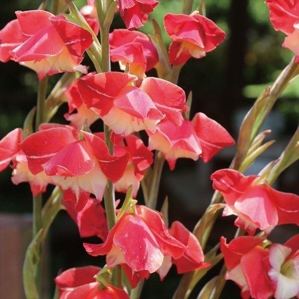グラジオラス 球根 ラウラジェイ 3球 グラジオラスの花 グラジオラスの球根 秋植え球根 Pori 0977 花と緑 国華園 通販 Yahoo ショッピング