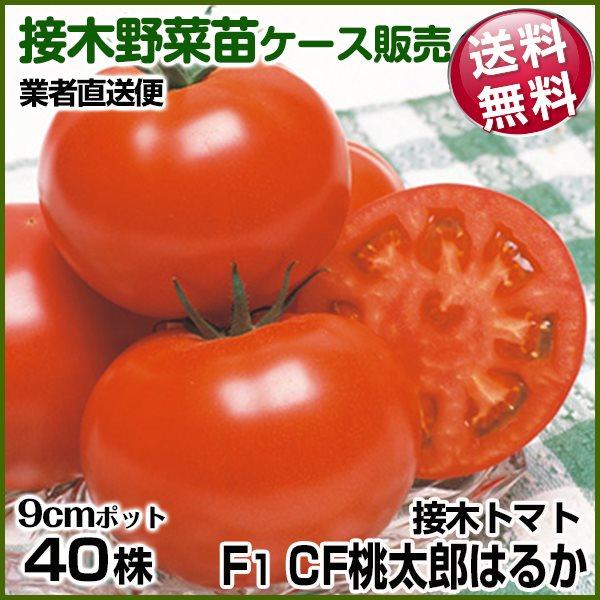 野菜苗ケース販売 トマト 接木f1cf桃太郎はるか 11月発送 1ケース 40株入 送料無料 業者直送便 以上節約