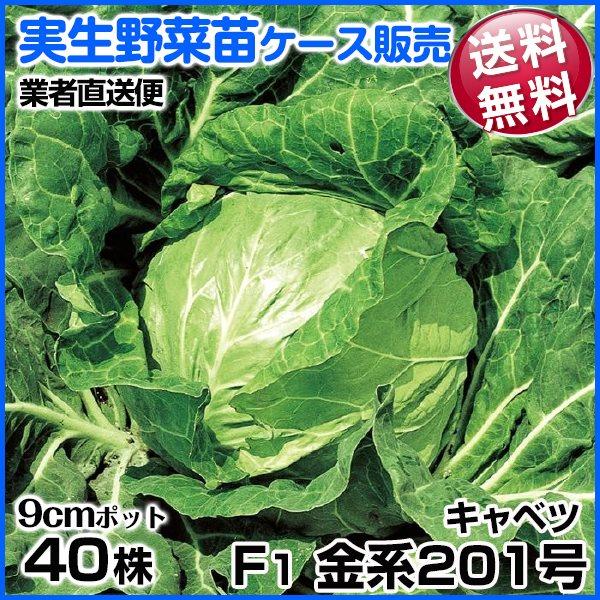 推奨 野菜苗ケース販売 キャベツ F1金系1号 9月発送 1ケース 業者直送便 40株入 送料無料