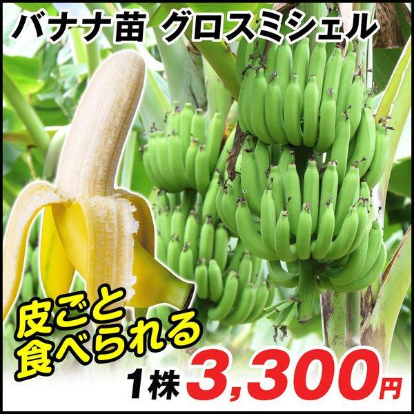 ディスカウント バナナ 苗 グロスミシェル 1株 バナナの木 皮ごと食べられるバナナ グロス