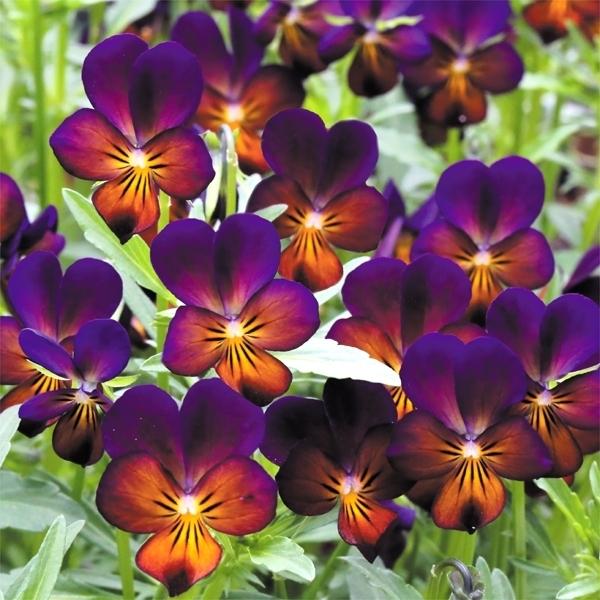 花苗 ビオラ 夜空のむこう 4株 9 P2 0027 花と緑 国華園 通販 Yahoo ショッピング