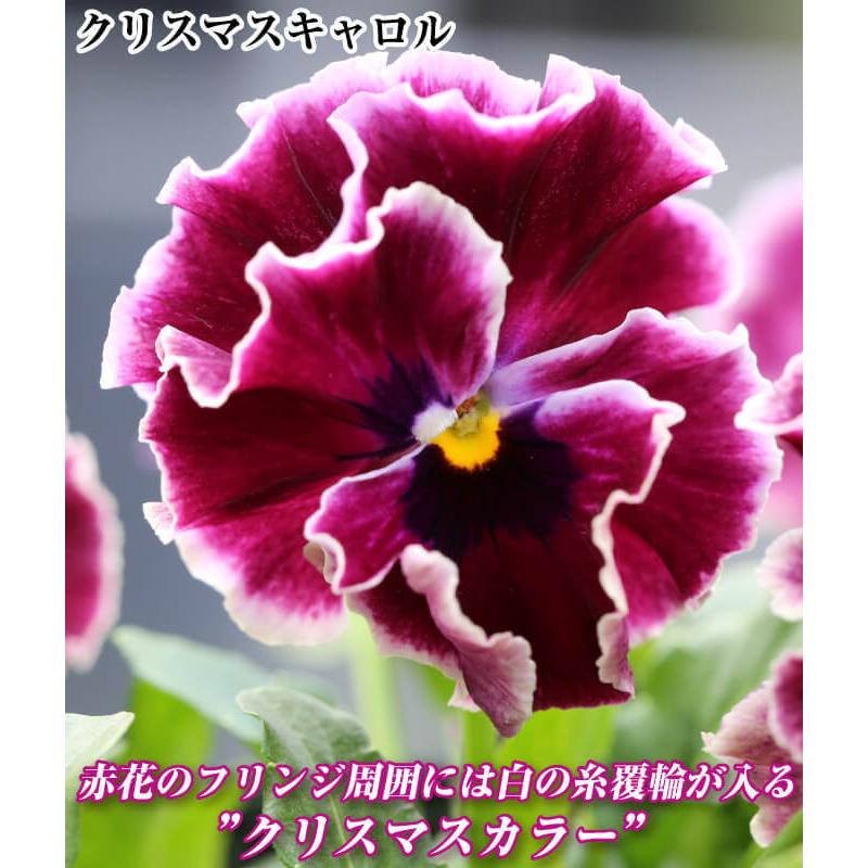 ビオラ 苗 アールヌーボーセット 3種6株 ビオラ 苗の苗 ビオラ 苗の花 送料無料 9 P2 0031 花と緑 国華園 通販 Yahoo ショッピング