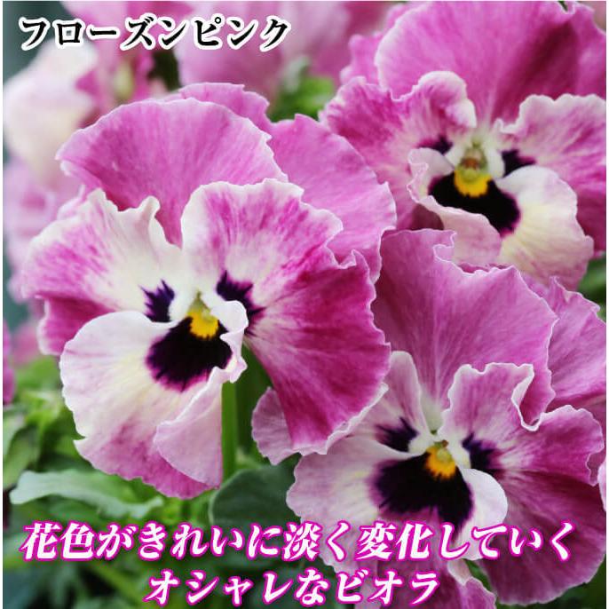 ビオラ 苗 アールヌーボーセット 3種6株 ビオラ 苗の苗 ビオラ 苗の花 送料無料 9 P2 0031 花と緑 国華園 通販 Yahoo ショッピング