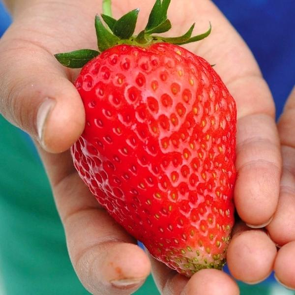 いちご苗 赤大福r 6株 苺 家庭菜園 ストロベリー 期間限定お試し価格 苺苗