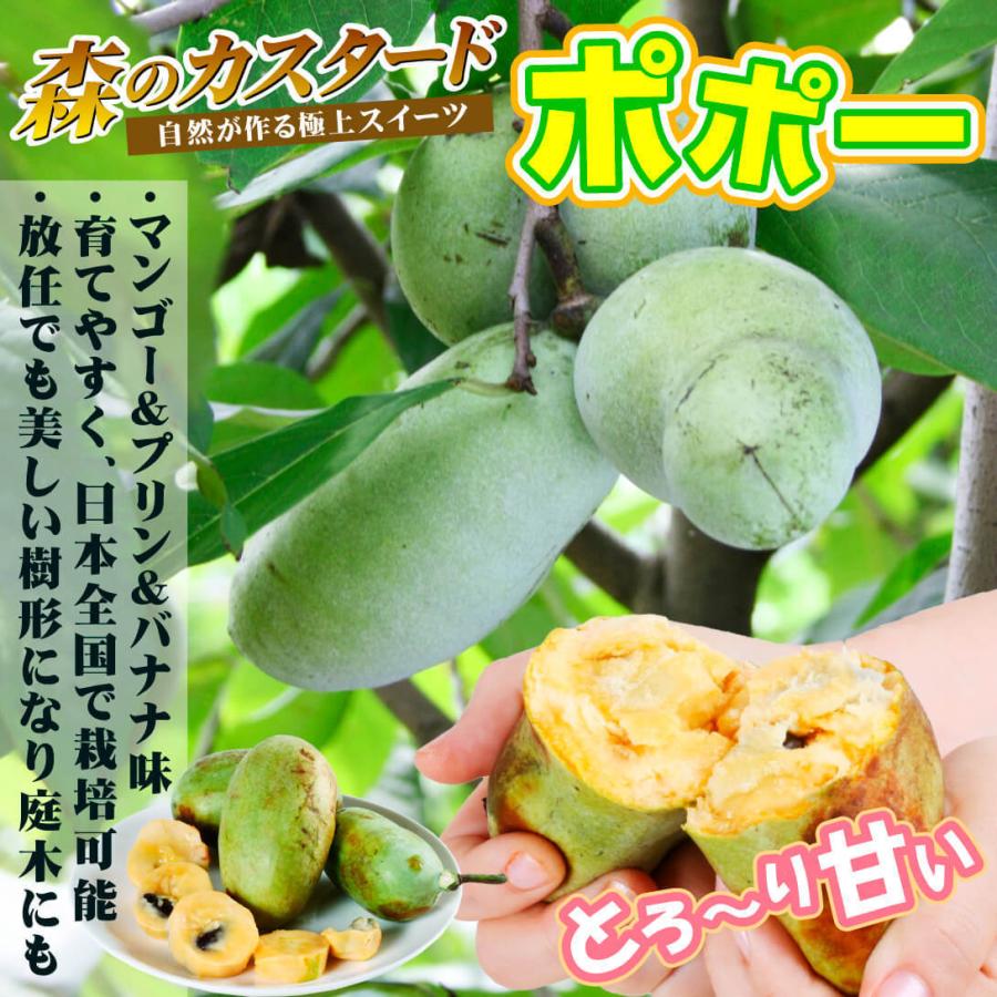 ポポー 苗木 苗 スイートアリス 1株 ポポーの苗 ポーポー ポポーの木 果樹苗 国華園 魅了