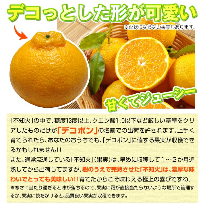 不知火デコポン中苗木 実付き レモンの横に♪ 不知火(しらぬひ)真鍋