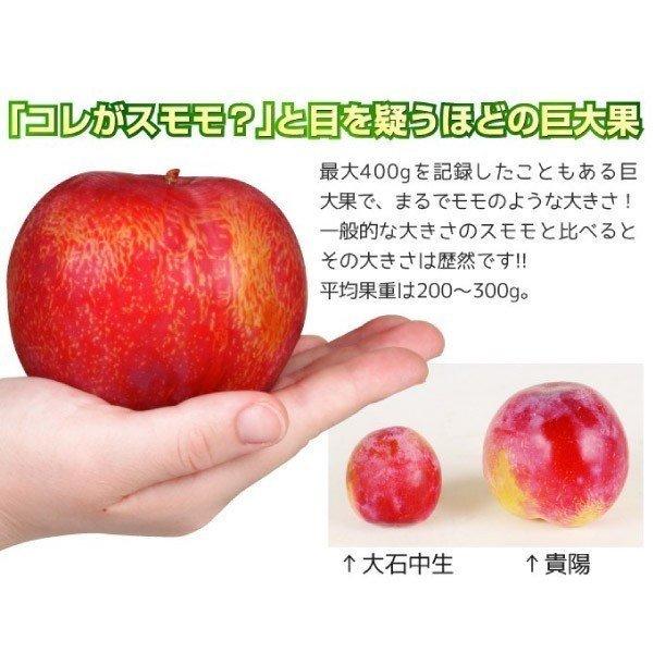 大株スモモ 大株貴陽 1株 送料込み 果樹苗 国華園 爆買 : 花と緑 国