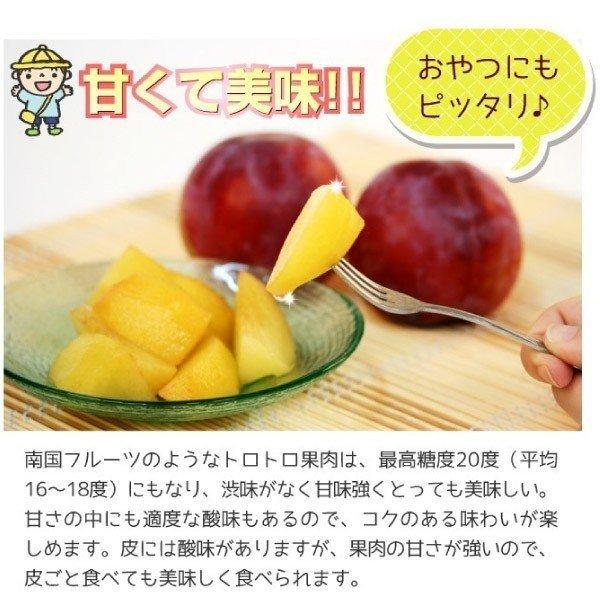 国華園 果樹苗 大株スモモ 大株貴陽 1株 送料込み : 花と緑 国華園