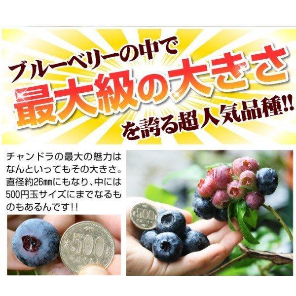 果樹苗 大株ハイブッシュ系ブルーベリー 大株チャンドラ 1株 送料込み