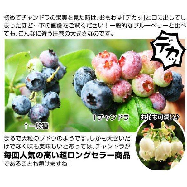 果樹苗 大株ハイブッシュ系ブルーベリー 大株チャンドラ 1株 送料込み