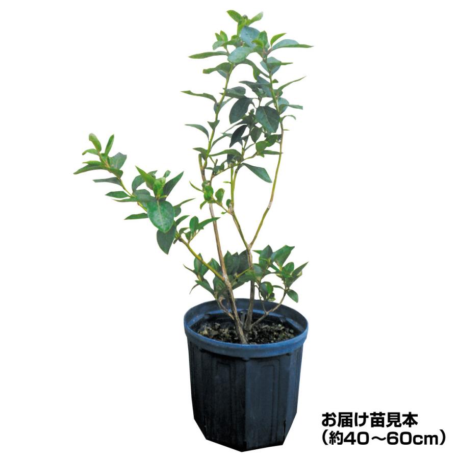 果樹苗 大株ハイブッシュ系ブルーベリー 大株チャンドラ 1株 送料込み