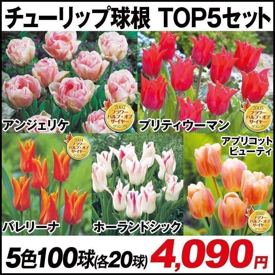 チューリップ 球根 Top5セット 5種100球 各球 チュウリップ 花の球根 国華園 n P0 0003 花と緑 国華園 通販 Yahoo ショッピング