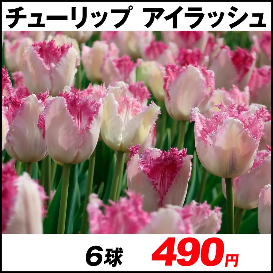 チューリップ 球根 アイラッシュ 6球 n P0 0027 花と緑 国華園 通販 Yahoo ショッピング