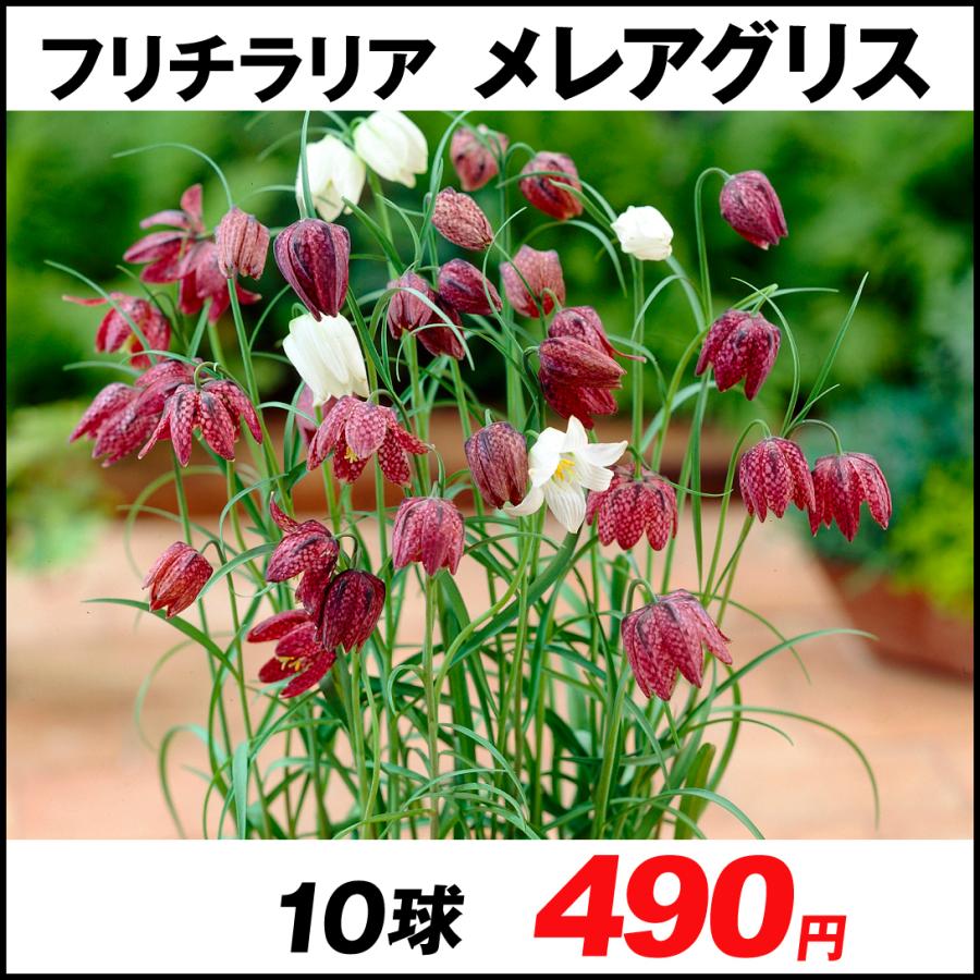 予約販売 フリチラリア 球根 メレアグリス 10球 フリチラリアの花 フリチラリアの球根 秋植え球根