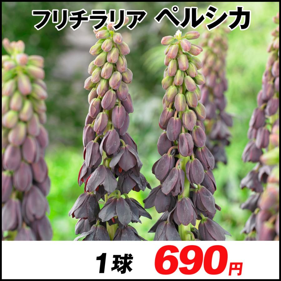 フリチラリア 球根 ペルシカ 1球 フリチラリアの花 フリチラリアの球根 秋植え球根 n P0 0143 花と緑 国華園 通販 Yahoo ショッピング