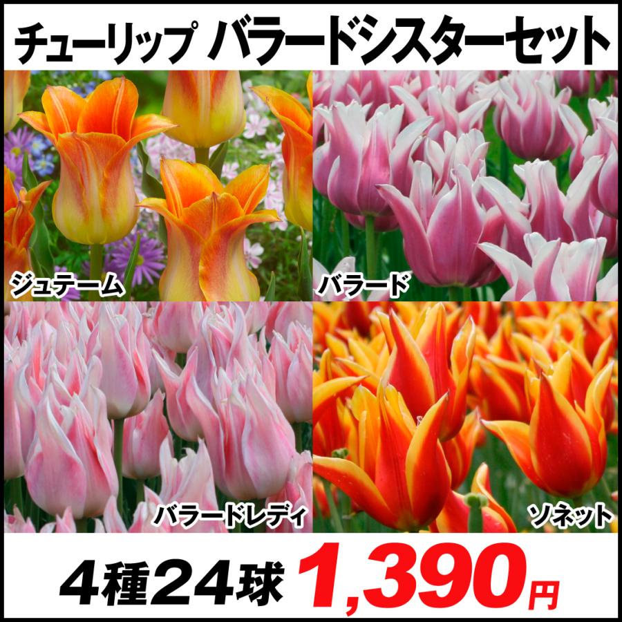 チューリップ 球根 バラードシスターセット 4種24球 各6球 n P0 02 花と緑 国華園 通販 Yahoo ショッピング