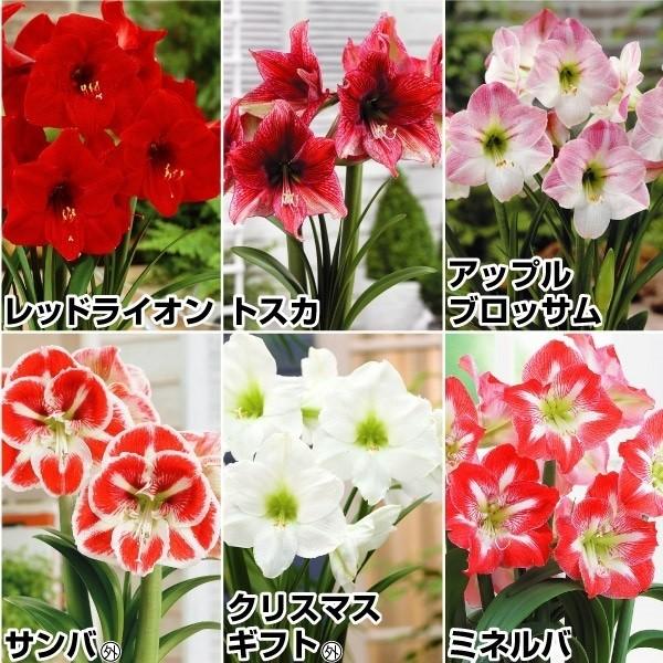 アマリリス 一重咲球根aセット 6種6球 各1球 花の球根 国華園 Quantas Com Tw