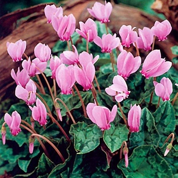 シクラメン 球根 ヘデリフォリウム 桃花 3球 夏植え球根 シクラメンの花 Federalberghicampiflegrei Com