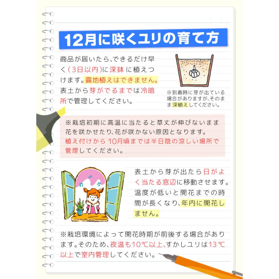 ユリ 球根 オリエンタルリリー 12月咲レッドカサブランカ パラッツォ 9球 花ユリ 百合 ユリの球根 n P1 0093 花と緑 国華園 通販 Yahoo ショッピング