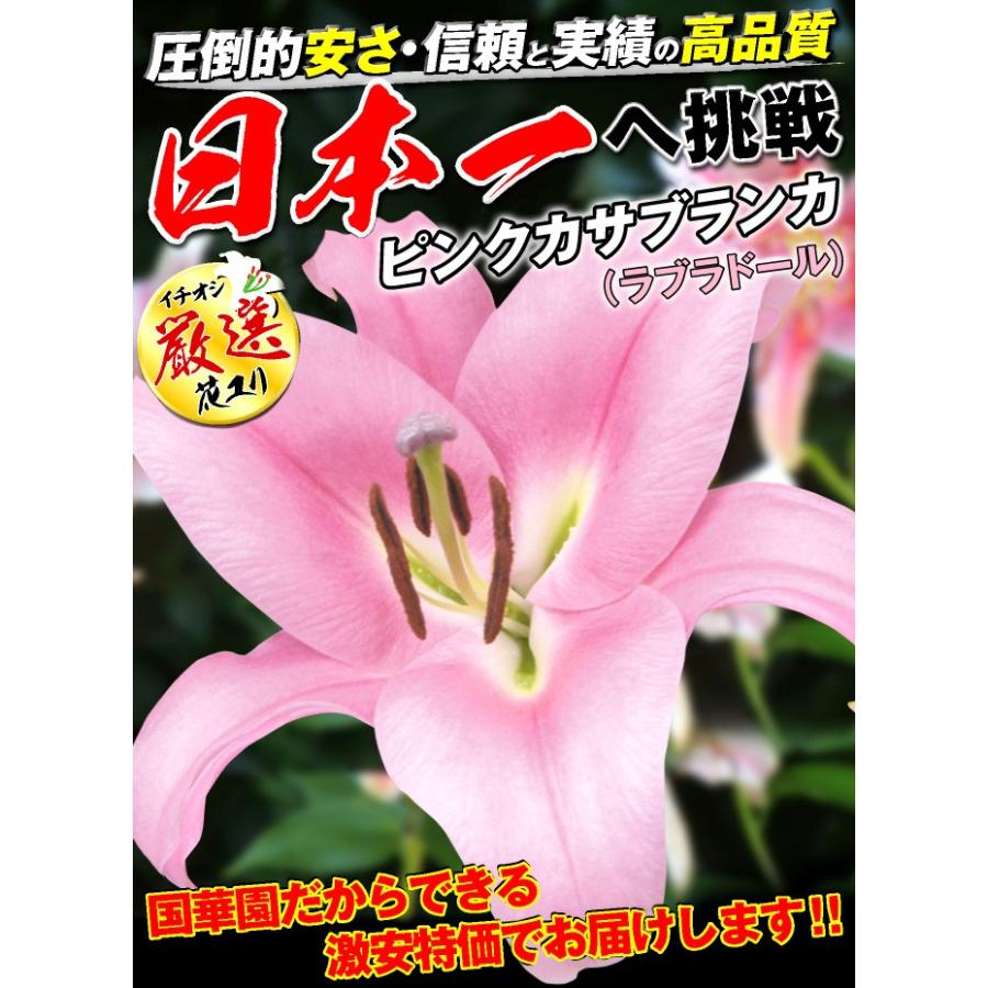 ユリ カサブランカ 球根 大球ピンクカサブランカ ラブラドール 15球 花ユリ 百合 ユリの球根 n P1 0143 花と緑 国華園 通販 Yahoo ショッピング