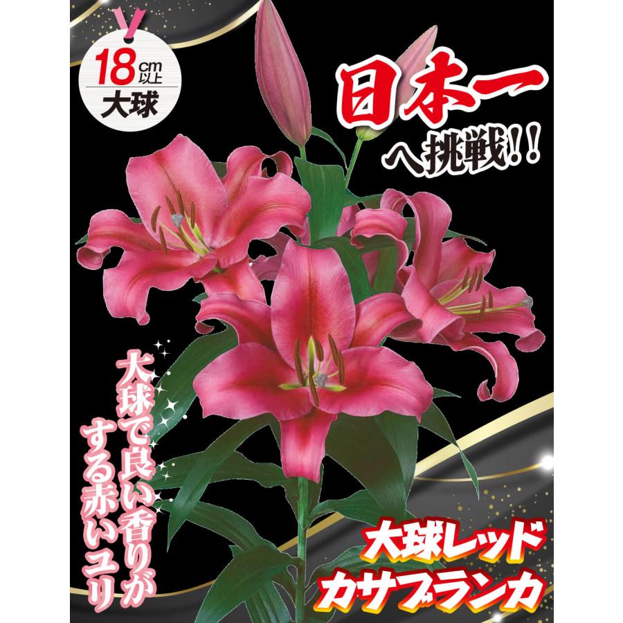 国華園 ユリ 球根 花ユリ オリエンタルリリー 超特大球 レッド