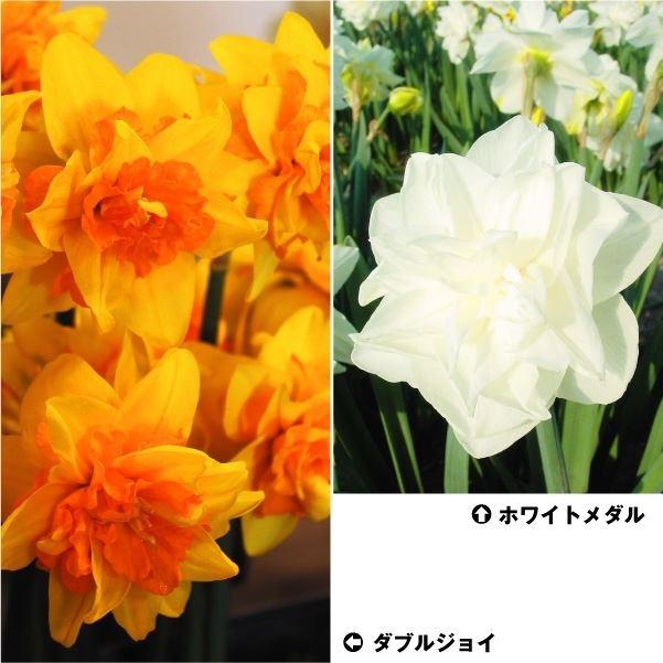 スイセン 球根 巨大輪八重咲水仙セット2種6球 Eternity Dental