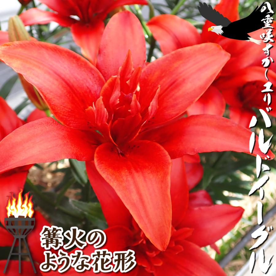 ユリ 球根 すかしユリ バルドイーグル 100球 ユリの球根 百合