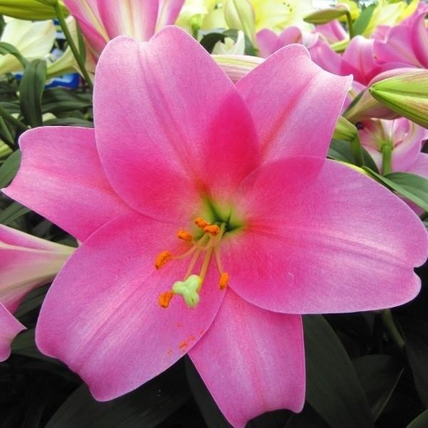 新品即決 鉄砲ユリ 球根 巨大ピンク鉄砲ユリ ダンシングレディ 100球 n P1 0267 花と緑 国華園 通販 Yahoo ショッピング 正規店仕入れの Jeannesauve Org