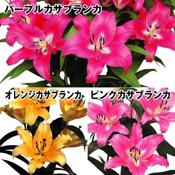 花ユリ 球根 大球美色カサブランカセット3種30球 各10球 Apaproduction Fr