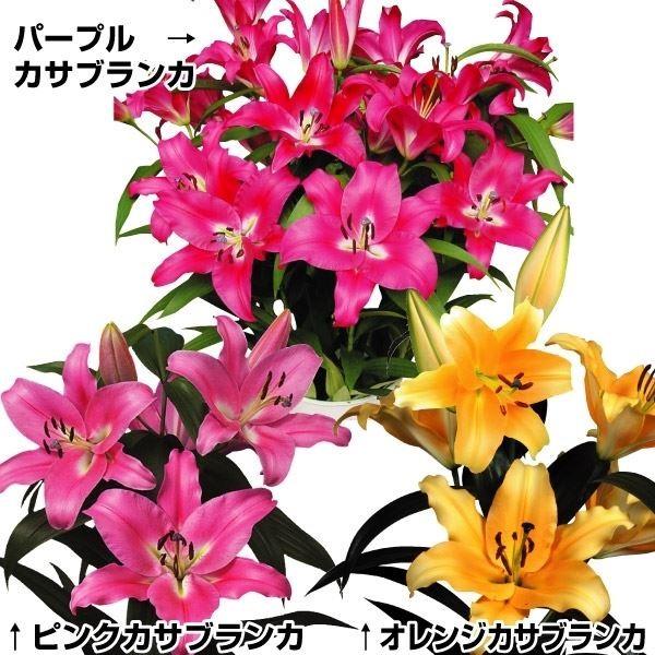 花ユリ 球根 特大球美色カサブランカセット3種18球 各6球 Apaproduction Fr