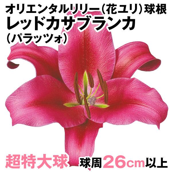 安心の定価販売 花ユリ 球根 超特大球レッドカサブランカ パラッツォ 4球 Noteworthy Collectibles Com