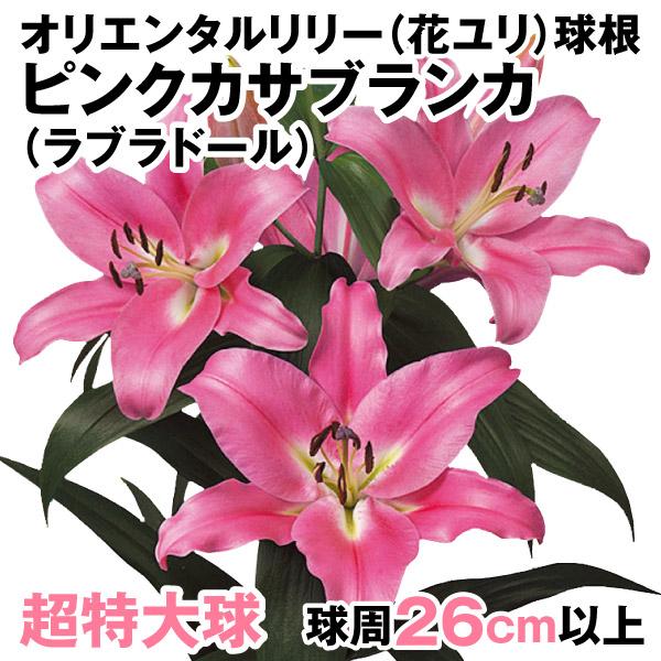 花ユリ 球根 超特大球ピンクカサブランカ ラブラドール 12球 n P1 0324 花と緑 国華園 通販 Yahoo ショッピング