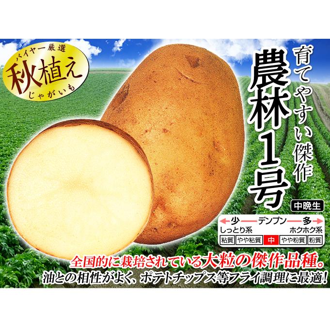 国華園 種芋 秋植えじゃがいも 農林1号 1kg / じゃが芋 ジャガ芋